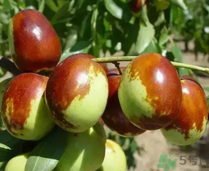 鮮棗吃多了會拉肚子嗎？吃鮮棗拉肚子怎么回事？