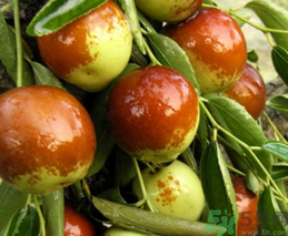 鮮棗的熱量是多少？鮮棗每天吃多少？