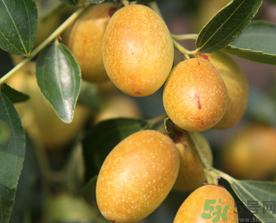 鮮棗的熱量是多少？鮮棗每天吃多少？