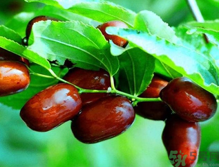 鮮棗孕婦能吃嗎？孕婦可以吃鮮棗嗎？