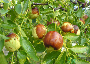 鮮棗孕婦能吃嗎？孕婦可以吃鮮棗嗎？