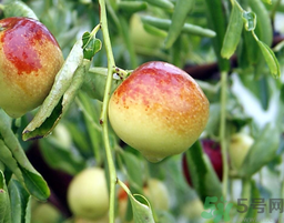 鮮棗孕婦能吃嗎？孕婦可以吃鮮棗嗎？