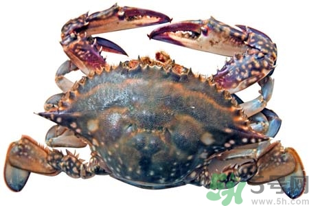 活螃蟹冷凍后還能吃嗎？活螃蟹口感怎么樣？