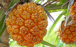 山菠蘿怎么吃？山菠蘿的功效與作用