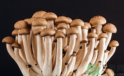 吃蘑菇會上火嗎?吃蘑菇上火怎么辦呢 吃蘑菇會上火嗎?吃蘑菇上火怎么辦呢