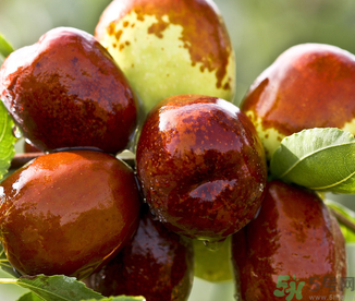 吃鮮棗的好處和壞處？吃鮮棗有什么好處？