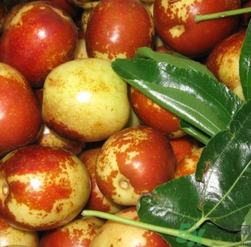 吃新鮮棗子能減肥嗎？吃鮮棗能減肥？