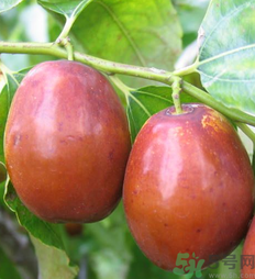 新鮮紅棗怎么保存？鮮棗的保存方法