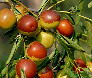 鮮棗怎么保存？鮮棗怎么保存時間長？