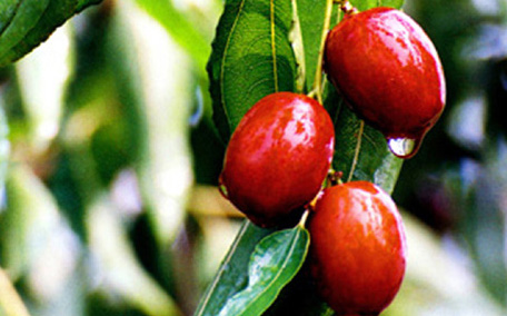 蜜棗的熱量是多少 蜜棗吃多了會發(fā)胖嗎