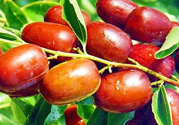 鮮棗孕婦能吃嗎？孕婦可以吃鮮棗嗎？