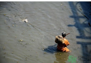 什么是紅線蟲？紅線蟲有什么用？