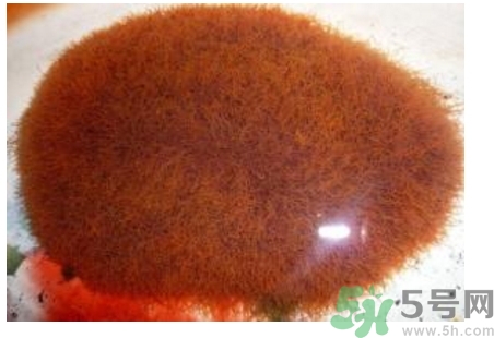 什么是紅線蟲？紅線蟲有什么用？