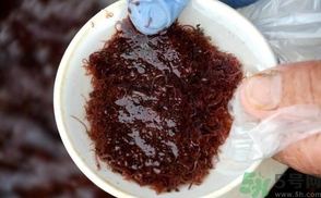 什么是紅線蟲？紅線蟲有什么用？