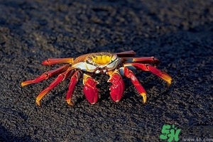 面包蟹怎么做好吃？面包蟹的做法