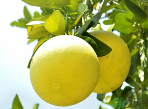 吃柚子上火還是降火？柚子是降火的嗎？