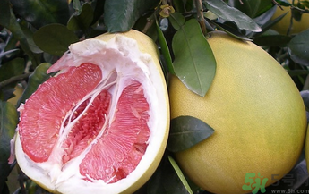 沒吃完的柚子怎么保存？吃不完的柚子怎么保存？