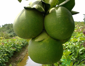 柚子一天最多吃多少？柚子一次吃多少合適？