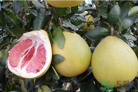 柚子一天最多吃多少？柚子一次吃多少合適？