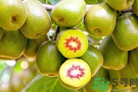 獼猴桃紅心黃心綠心哪個(gè)最好？黃心獼猴桃和紅心獼猴桃的區(qū)別