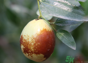 鮮棗怎么吃？鮮棗怎么吃有營養(yǎng)價值？