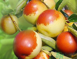 鮮棗怎么吃？鮮棗怎么吃有營養(yǎng)價值？