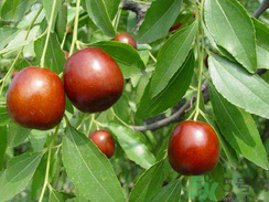 鮮棗是發(fā)物嗎？哪些水果是發(fā)物？