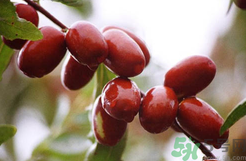 鮮棗是發(fā)物嗎？哪些水果是發(fā)物？