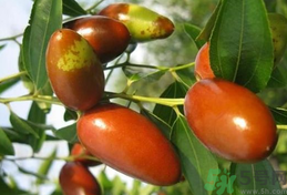 鮮棗是發(fā)物嗎？哪些水果是發(fā)物？