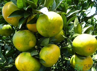 青桔子上火嗎？吃青桔子會(huì)上火嗎？