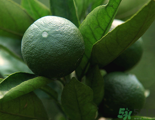 青桔子上火嗎？吃青桔子會(huì)上火嗎？