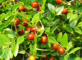 鮮棗怎么煮？鮮棗怎么煮好吃？