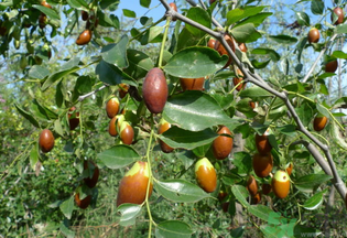 鮮棗怎么煮？鮮棗怎么煮好吃？