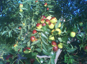 鮮棗怎么煮？鮮棗怎么煮好吃？