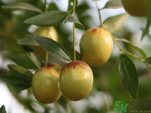 鮮棗蒸著吃好嗎？吃蒸的鮮棗好處和壞處