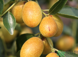 鮮棗蒸著吃好嗎？吃蒸的鮮棗好處和壞處