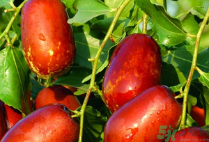 鮮棗可以煮粥嗎？鮮棗煮多長時間？