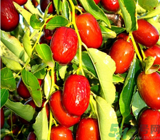 鮮棗可以煮粥嗎？鮮棗煮多長時間？