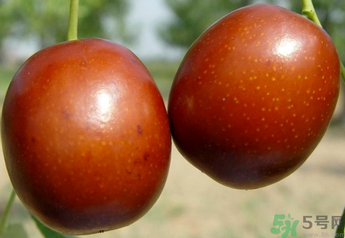 新鮮紅棗補血嗎？吃新鮮紅棗補血嗎？