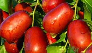 ?新鮮大棗補(bǔ)血嗎？吃大棗補(bǔ)血嗎？