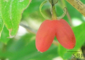 羊奶子怎么吃？羊奶子的功效作用