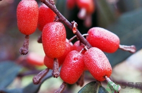 羊奶子怎么吃？羊奶子的功效作用