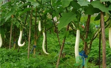 白茄子好還是紫茄子好?白茄子和紫茄子的區(qū)別 白茄子好還是紫茄子好?白茄子和紫茄子的區(qū)別