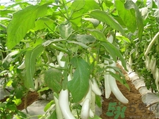 白茄子好還是紫茄子好?白茄子和紫茄子的區(qū)別 白茄子好還是紫茄子好?白茄子和紫茄子的區(qū)別