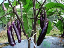 白茄子好還是紫茄子好?白茄子和紫茄子的區(qū)別 白茄子好還是紫茄子好?白茄子和紫茄子的區(qū)別