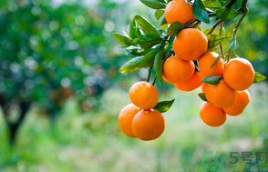 桔子吃多了會(huì)上火嗎？桔子吃多了會(huì)怎么樣？