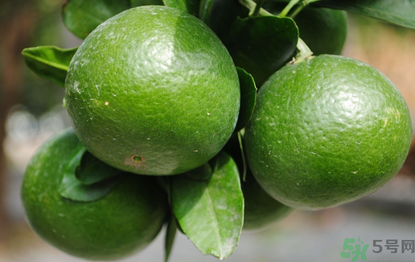 哺乳期可以吃青桔子嗎？哺乳期能吃桔子嗎？
