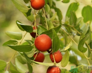 酸棗什么時候成熟？酸棗什么時候上市？