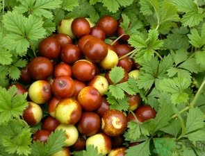 酸棗什么時候成熟？酸棗什么時候上市？