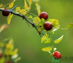 酸棗什么時候成熟？酸棗什么時候上市？